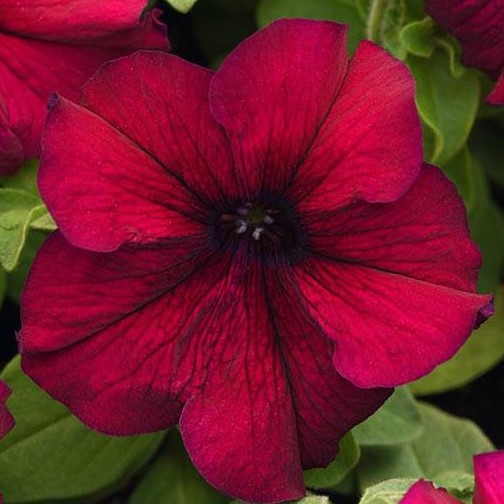 Петуния крупноцветковая (Petunia grandiflora F1) Supercascade Burgundy, 250 драже