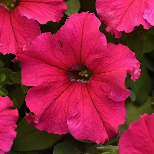 Петуния крупноцветковая (Petunia grandiflora F1) Supercascade Rose, 250 драже