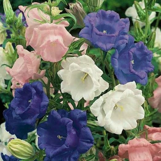 Колокольчик средний (Campanula medium) Cup & Saucer Mix, 0,5г семян
