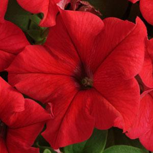 Петуния крупноцветковая (Petunia grandiflora F1) Supercascade Red, 250 драже