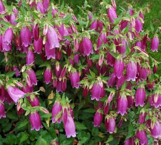 Колокольчик точечный (Campanula punctata), 0,5г семян