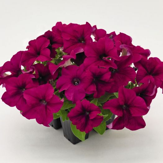 Петуния крупноцветковая (Petunia grandiflora F1) Success! 360° Purple, 100 драже
