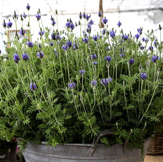 Лаванда многонадрезная (Lavandula multifida) Origano, 100 семян
