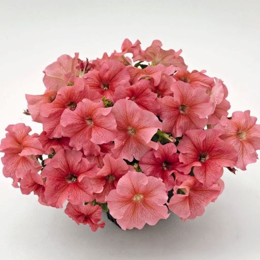 Петуния крупноцветковая (Petunia grandiflora F1) Success! 360° Salmon Vein, 100 драже