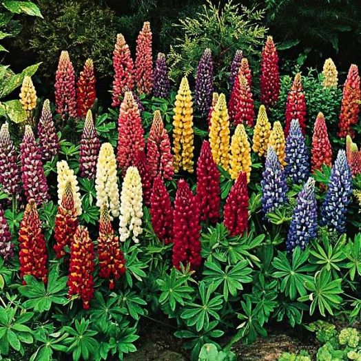 Люпин многолистный (Lupinus polyphylus) Minarette Dwarf Mixed, 5г семян