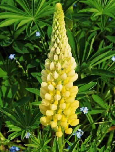 Люпин многолистный (Lupinus polyphylus) Russell Strain Chandelier, 5г семян