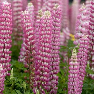 Люпин многолистный (Lupinus polyphylus) Russell Strain Chatelaine, 5г семян