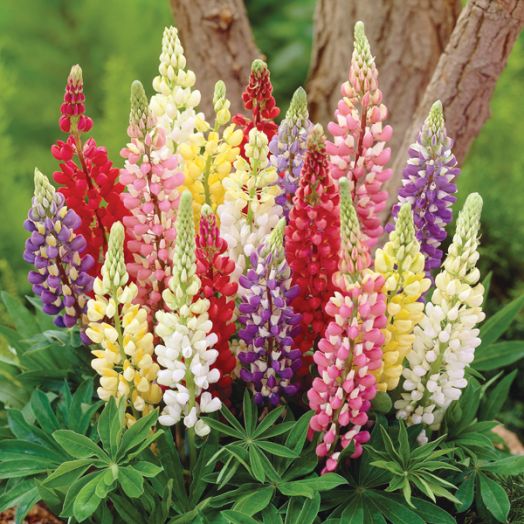 Люпин многолистный (Lupinus polyphylus) Russell Strain Mixed, 5г семян