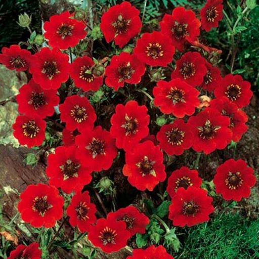 Лапчатка кроваво-красная (Potentilla atrosanguinea) Scarlet Red, 0,5г семян