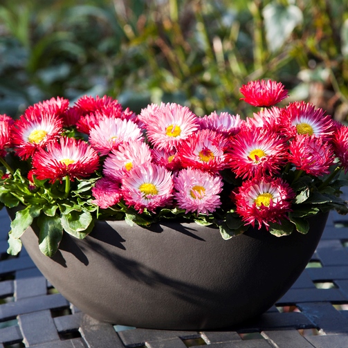 Маргаритка многолетняя (Bellis perennis) Bam Bam Mix, 50 драже