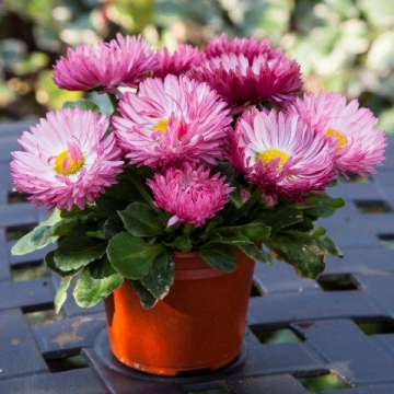Маргаритка многолетняя (Bellis perennis) Bam Bam Rose, 50 драже