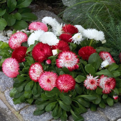 Маргаритка многолетняя (Bellis perennis) Habanera Mix, 250 драже