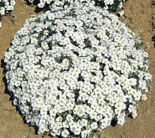 Песчанка горная (Arenaria montana), 250 семян