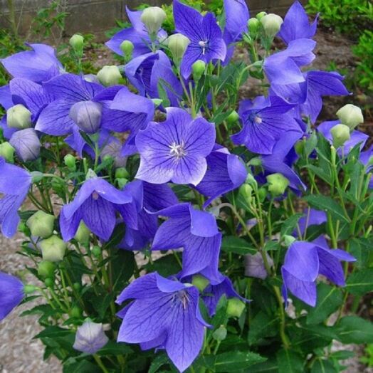 Платикодон крупноцветковый (Platycodon grandiflora) Blue, 50 семян