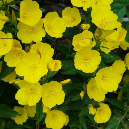 Энотера миссурийская (Oenothera missouriensis) Yellow, 1г семян