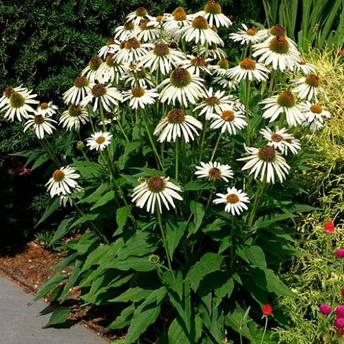 Эхинацея пурпурная (Echinacea purpurea) White Swan, 1г семян