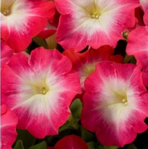 Петуния крупноцветковая (Petunia grandiflora F1) Tango red morn, 250 драже
