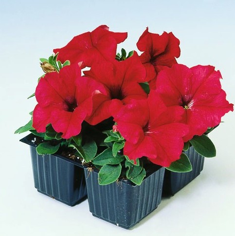 Петуния крупноцветковая (Petunia grandiflora F1) Tango red, 250 драже