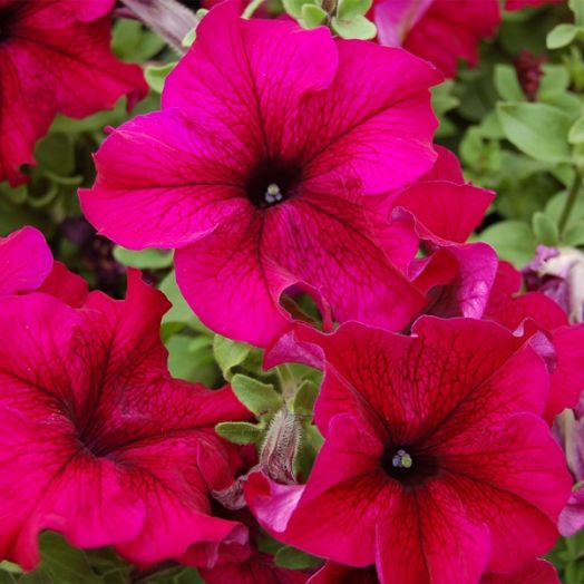 Петуния крупноцветковая (Petunia grandiflora F1) Tango burgundy, 250 драже