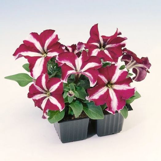 Петуния крупноцветковая (Petunia grandiflora F1) Tango burgundy star, 250 драже