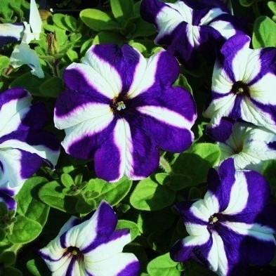 Петуния крупноцветковая (Petunia grandiflora F1) Tritunia Blue Star, 250 драже