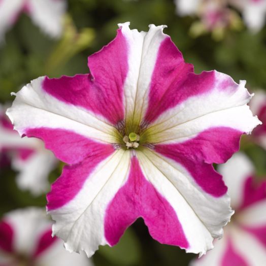 Петуния крупноцветковая (Petunia grandiflora F1) Tritunia Rose Star, 250 драже