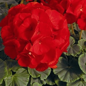 Пеларгония зональная (Pelargonium hortorum F1) BullsEye Red, 10 семян