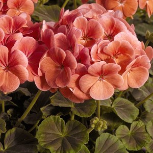 Пеларгония зональная (Pelargonium hortorum F1) BullsEye Salmon, 10 семян