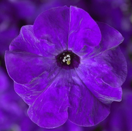 Петуния крупноцветковая (Petunia grandiflora F1) Tritunia Blue, 250 драже