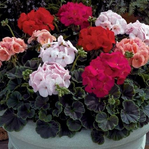Пеларгония зональная (Pelargonium hortorum F1) BullsEye Mix, 10 семян