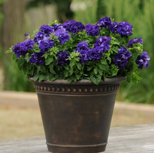 Петуния махровая (Petunia grandiflora F1 double) Double Cascade Blue, 250 драже