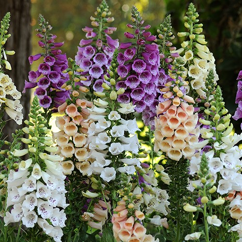 Наперстянка пурпурная (Digitalis purpurea) Dalmatian Mix, 50 драже