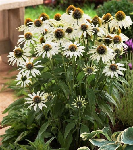 Эхинацея пурпурная (Echinacea purpurea) Primadonna White, 250 семян