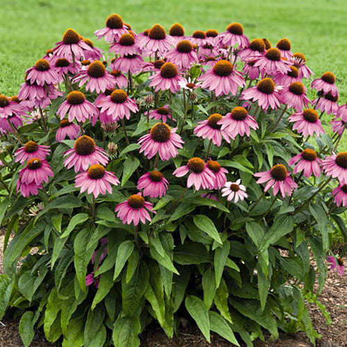 Эхинацея пурпурная (Echinacea purpurea) Primadonna Deep Rose, 250 семян