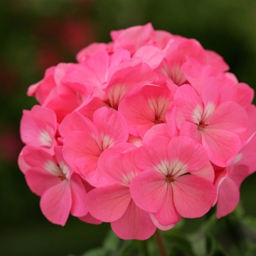 Пеларгония зональная (Pelargonium hortorum F2) Dancer Deep Rose, 10 семян