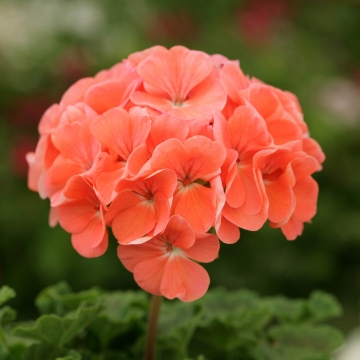 Пеларгония зональная (Pelargonium hortorum F2) Dancer Salmon, 10 семян
