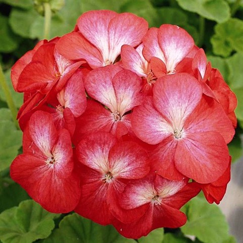 Пеларгония зональная (Pelargonium hortorum F1) Multibloom Scarlet Eye, 10 семян
