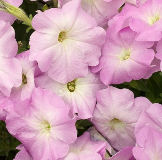 Петуния многоцветковая (Petunia multiflora F1) Carpet Lilac, 100 драже