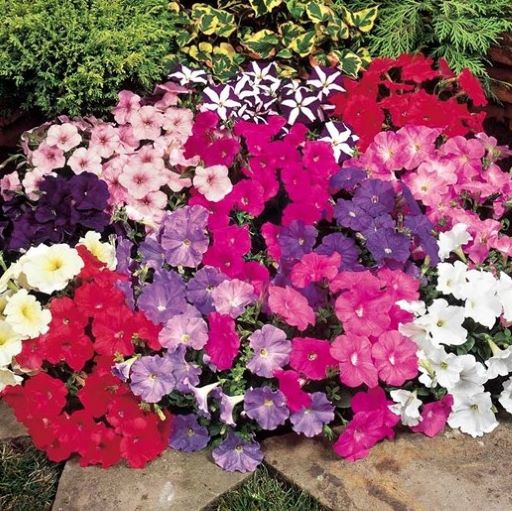 Петуния многоцветковая (Petunia multiflora F1) Carpet Mixture, 100 драже