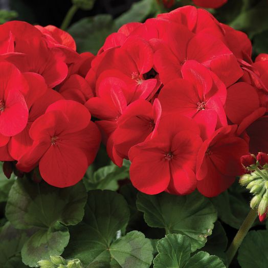 Пеларгония зональная (Pelargonium hortorum F1) Maverick Scarlet, 10 семян