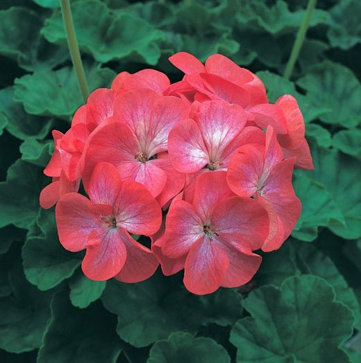 Пеларгония зональная (Pelargonium x hortorum) Divas Red Picotee, 10 семян