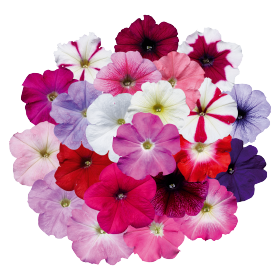 Петуния многоцветковая (Petunia F1 multiflora) Celebrity Mix, 100 драже