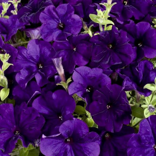 Петуния многоцветковая (Petunia F1 multiflora) Celebrity Blue, 100 драже