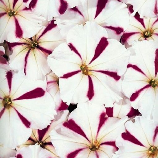 Петуния многоцветковая (Petunia F1 multiflora) Celebrity Burgundy Star, 100 драже