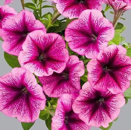 Петуния многоцветковая (Petunia multiflora F1) Mambo plum, 100 драже