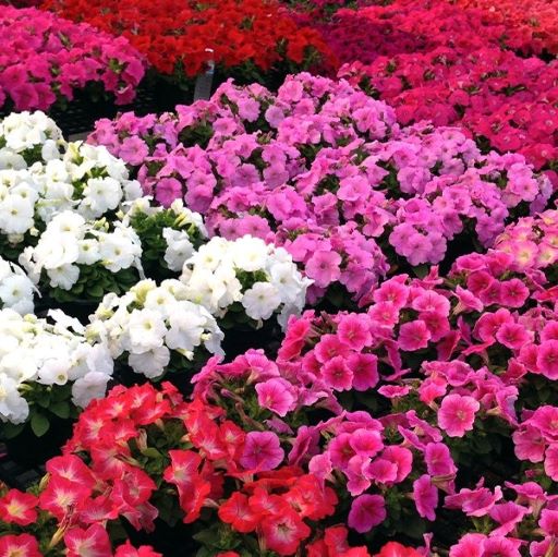 Петуния многоцветковая (Petunia multiflora F1) Mambo full mixture, 100 драже