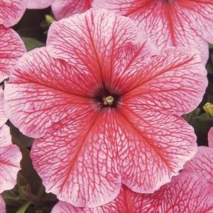 Петуния многоцветковая (Petunia multiflora F1) Mirage Spring, 100 драже