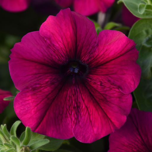 Петуния многоцветковая (Petunia multiflora F1) Mirage Velvet, 100 драже