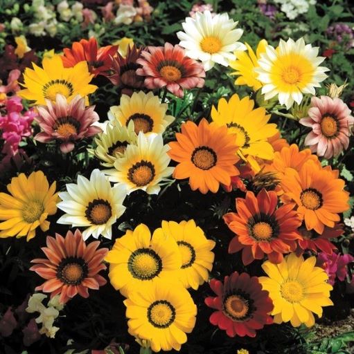 Гацания жестковатая (Gazania rigens F1) Gazoo Formula Mix, 100шт семян