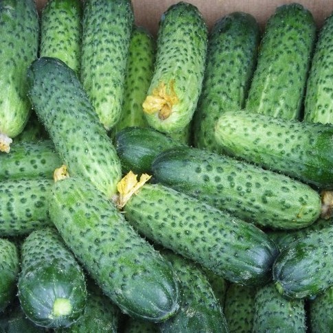 Огурец партенокарпический Меренга F1, 50шт семян